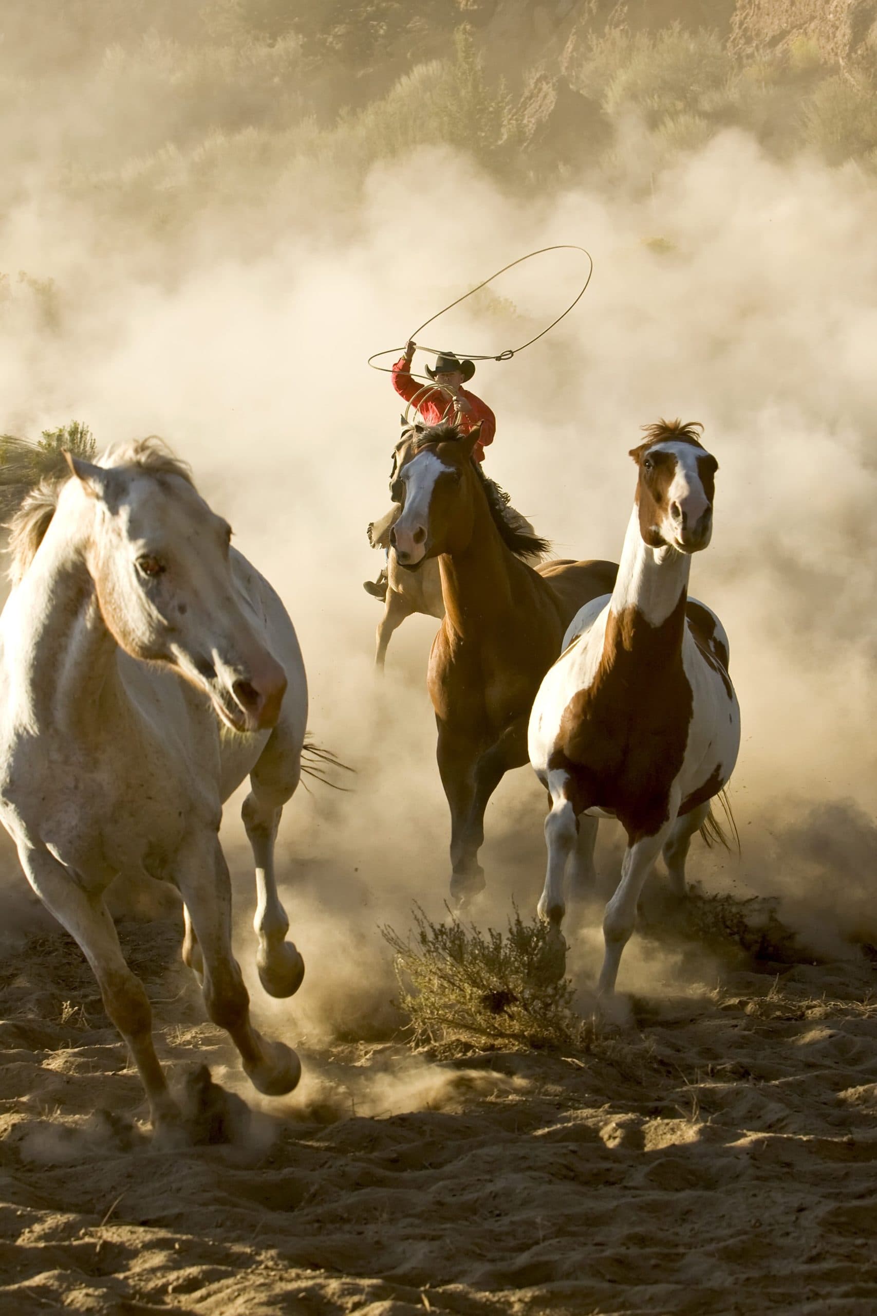 Focused on Equine Reproductive Care