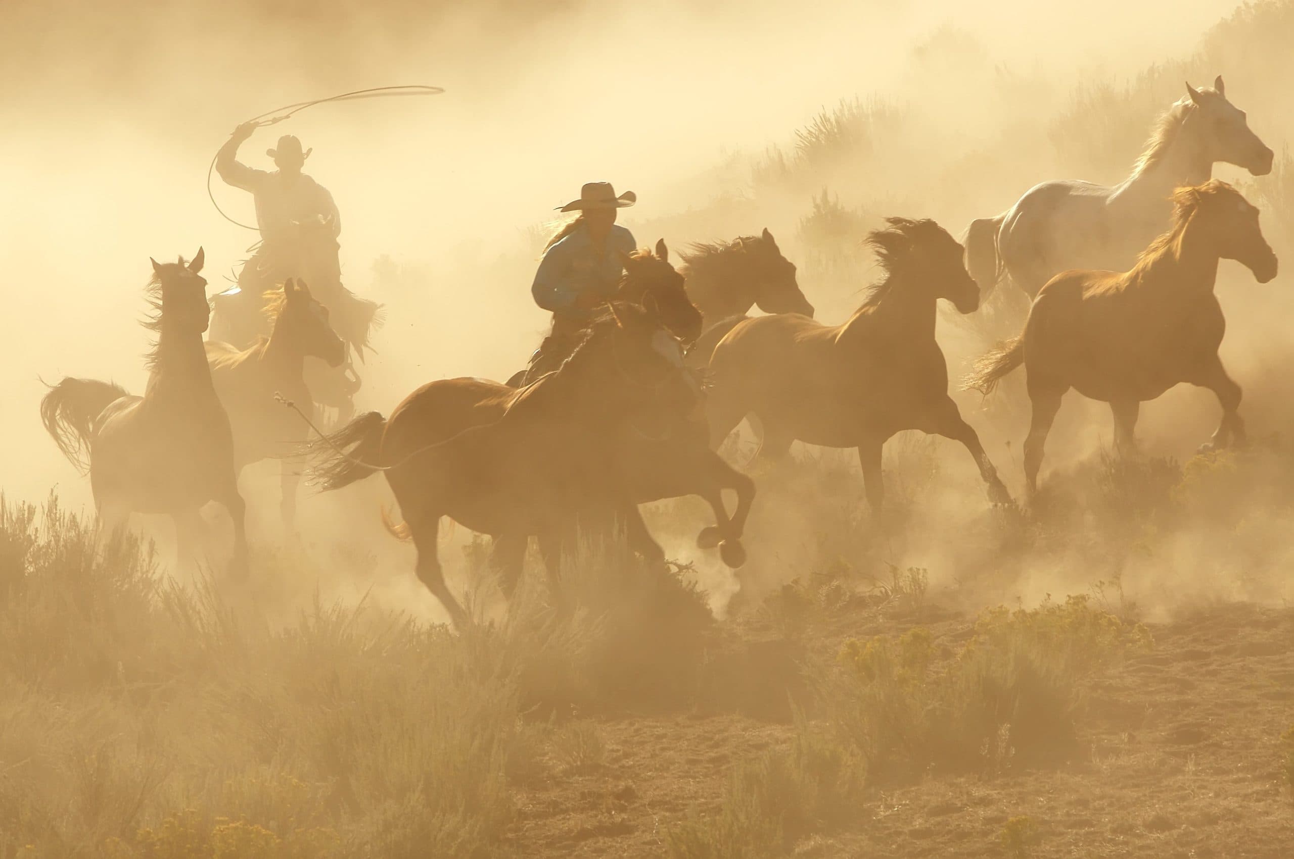 Supporting Equine Pain Management