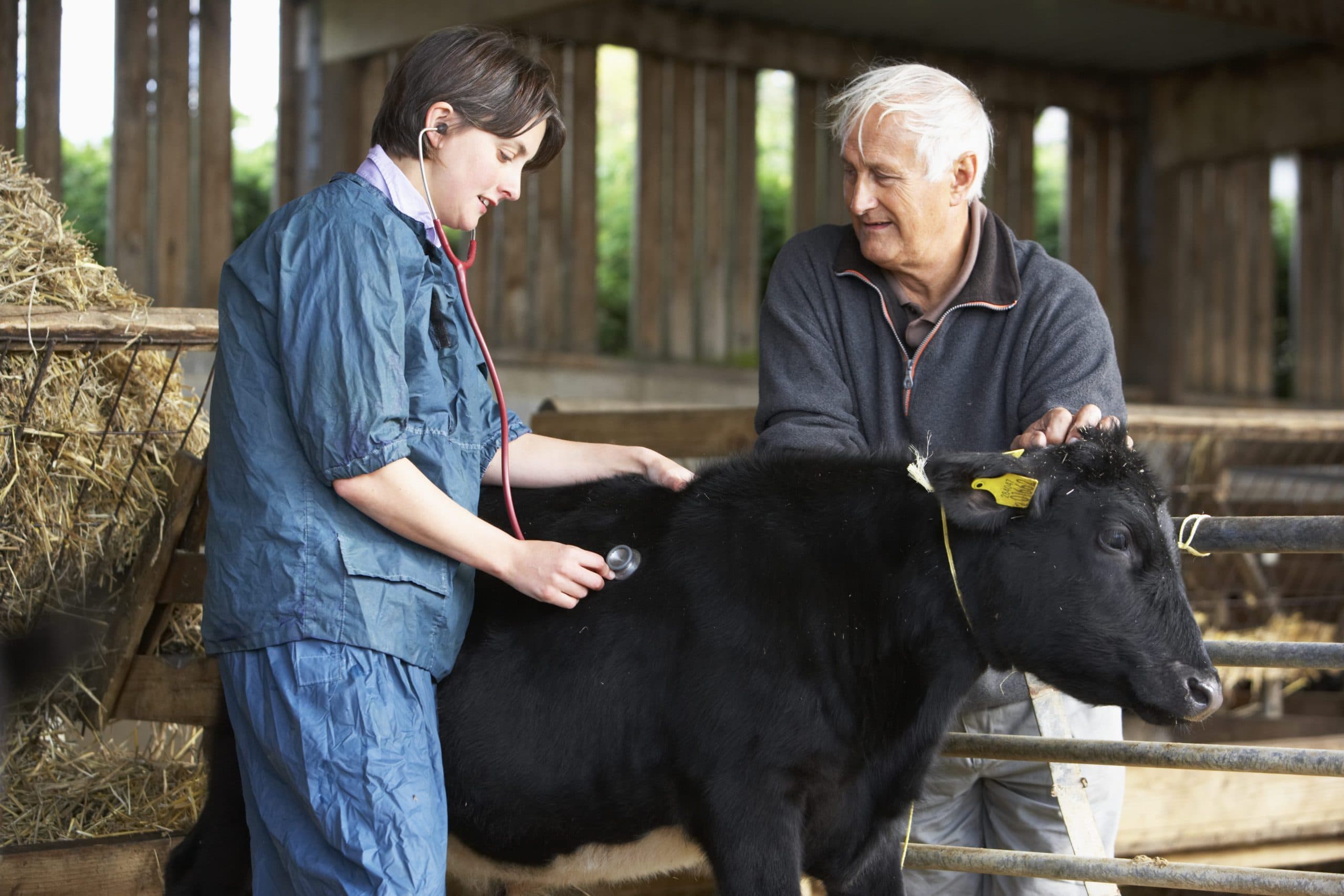 Bovine Health Management