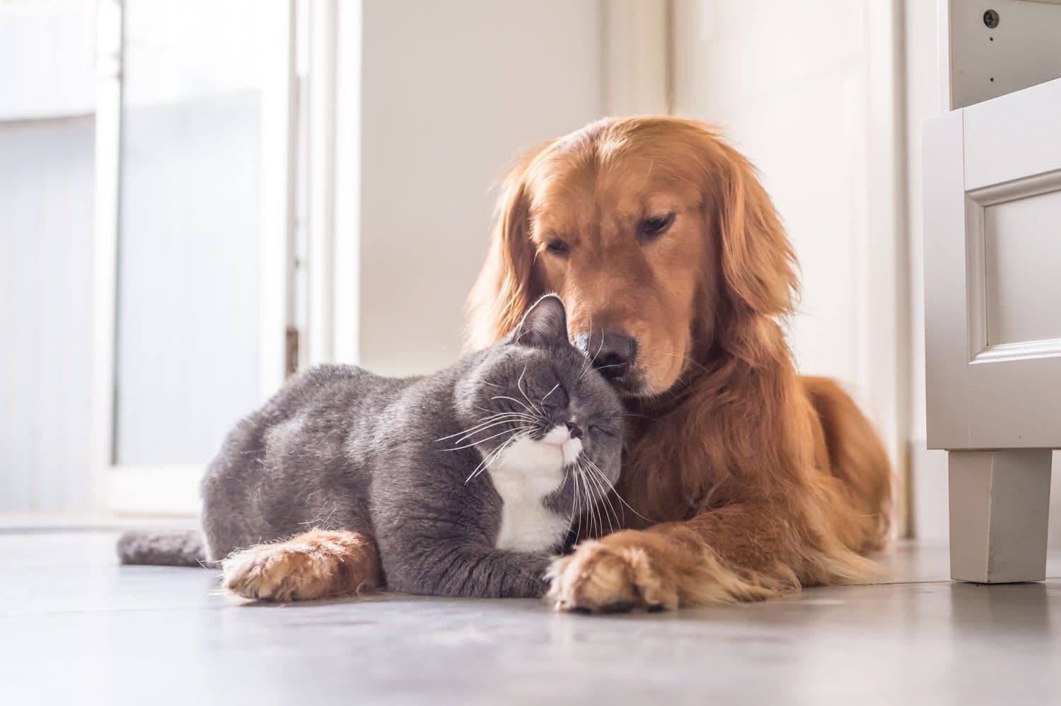 Parasite Management for Companion Animals