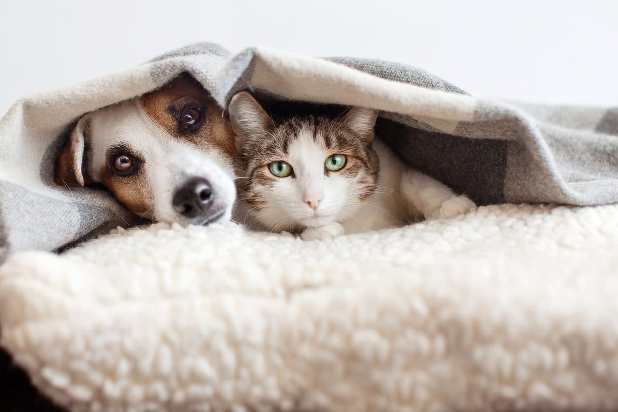 Parasite Management for Companion Animals