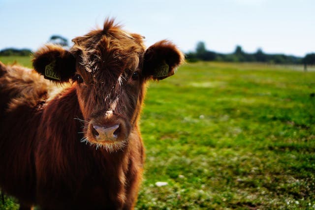 4 Benefits of EpriGard®Pour-On for Beef and Dairy Cattle