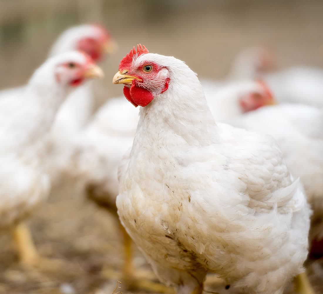 Smarter Poultry Flock Management Starts Here