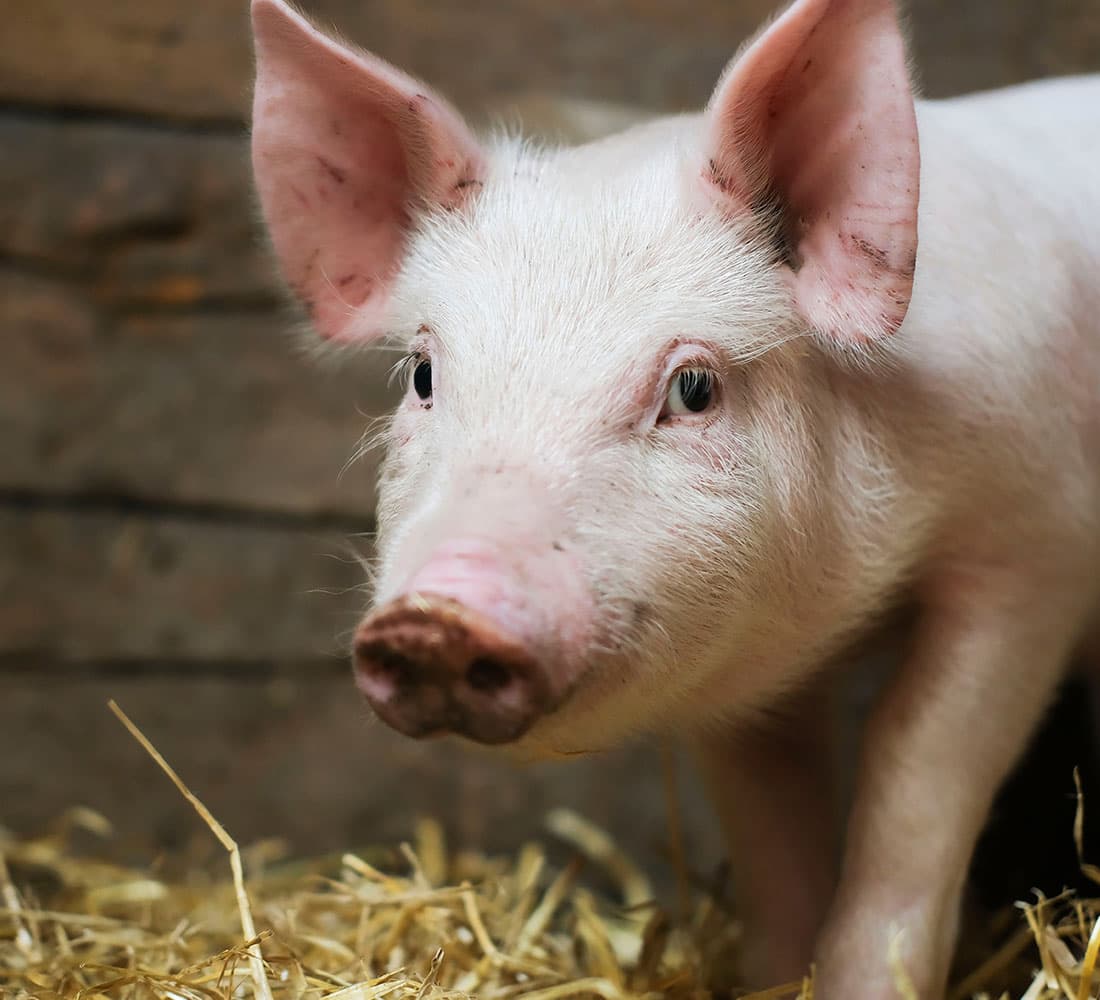 Porcine Vet Health Management