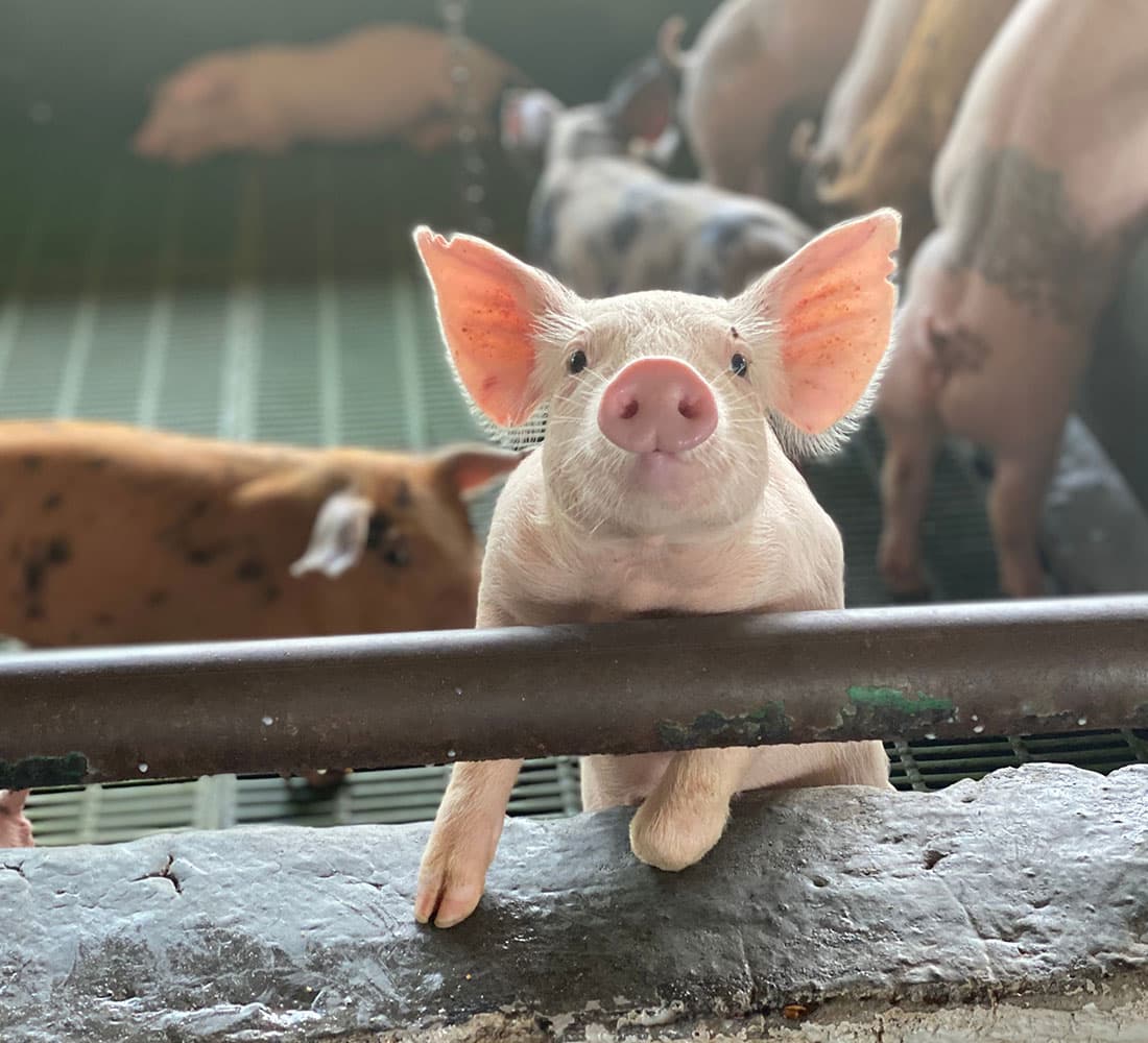 Porcine Vet Health Management