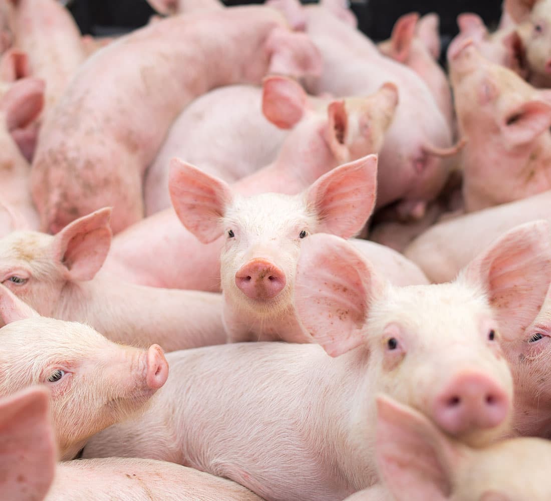 Porcine Vet Health Management