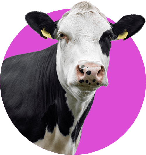 Bovine