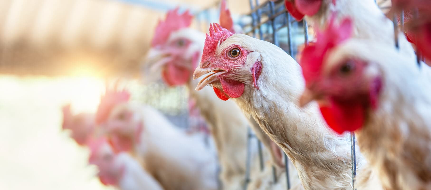 Smarter Poultry Flock Management Starts Here