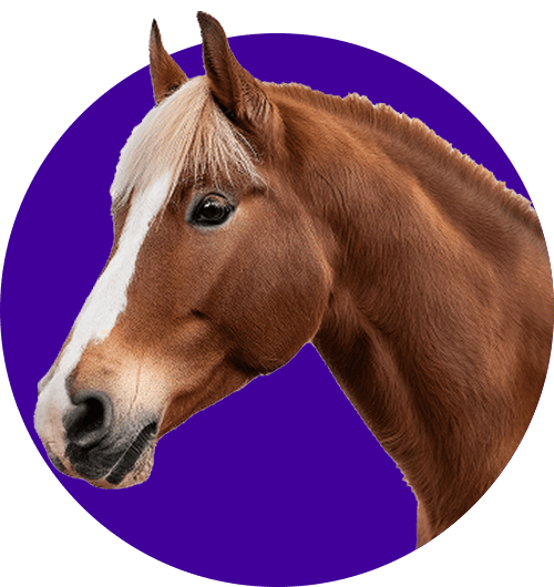 Equine
