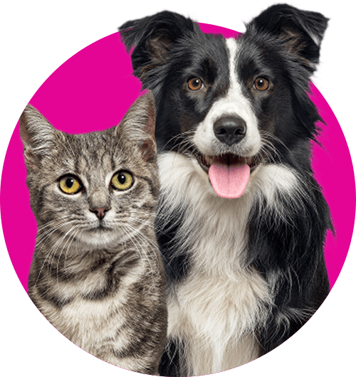 Pets