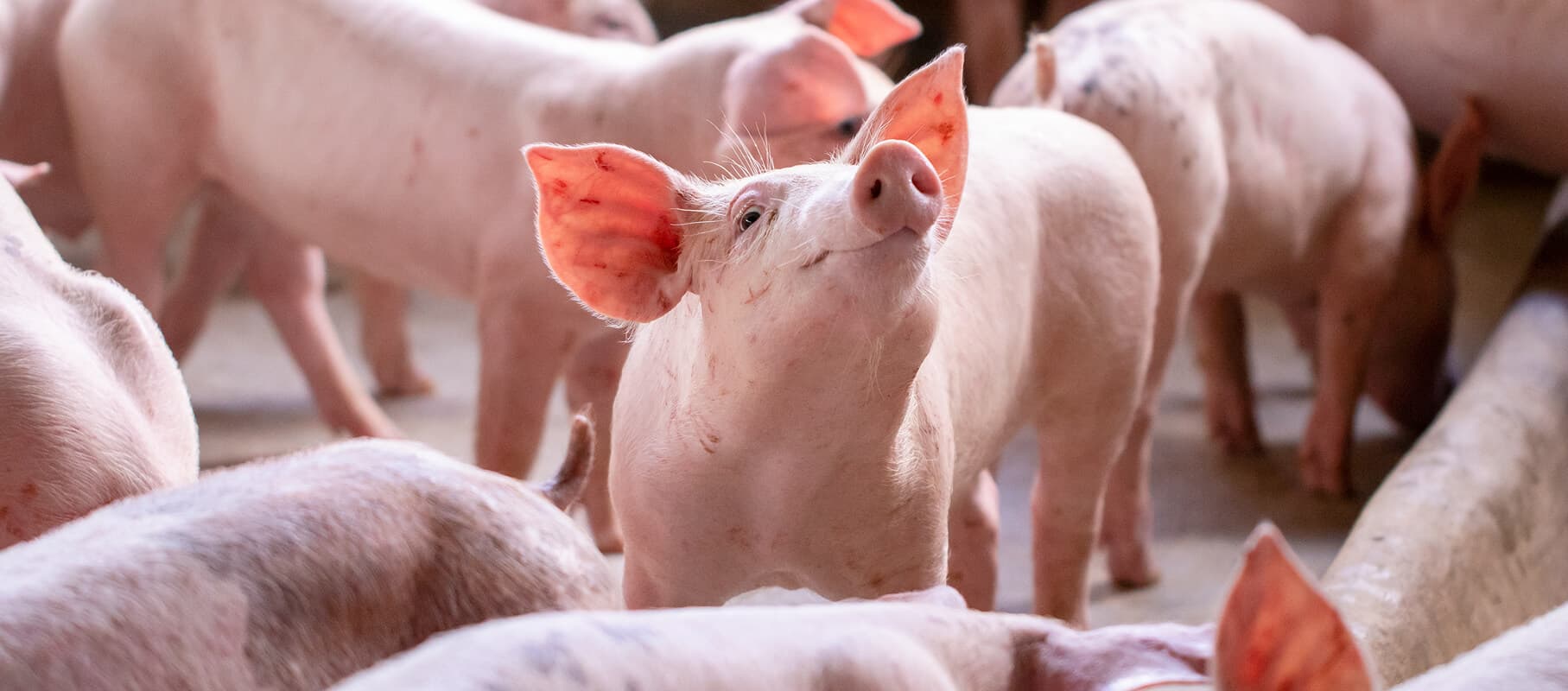 Porcine Excellence: Health & Care by Aurora