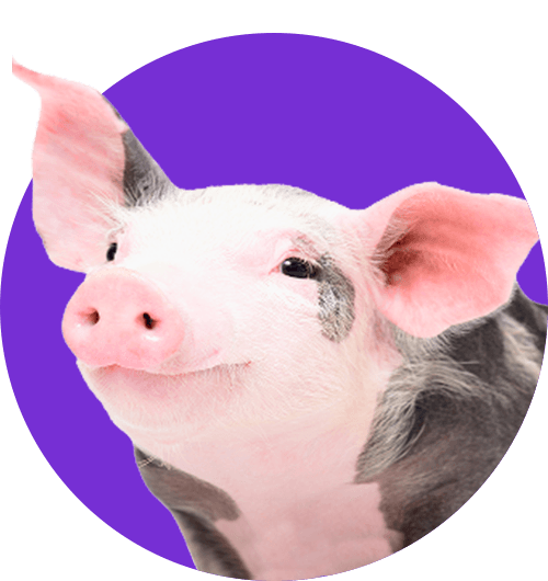 Porcine