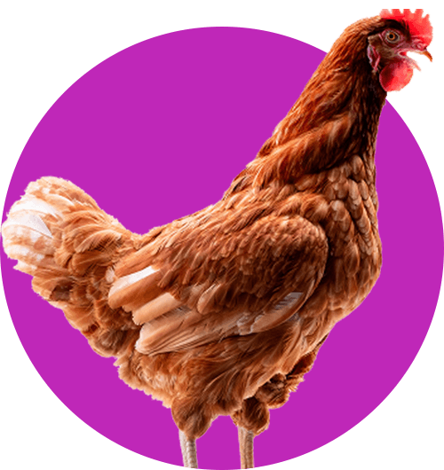 Poultry