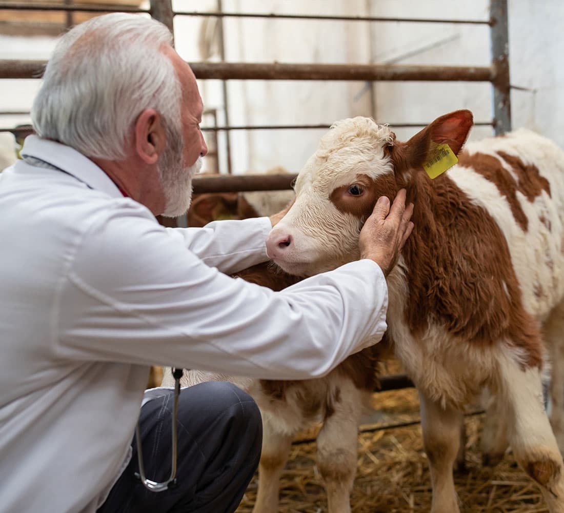Bovine Stress Management