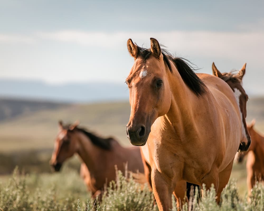 equine product image 1