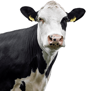 Bovine