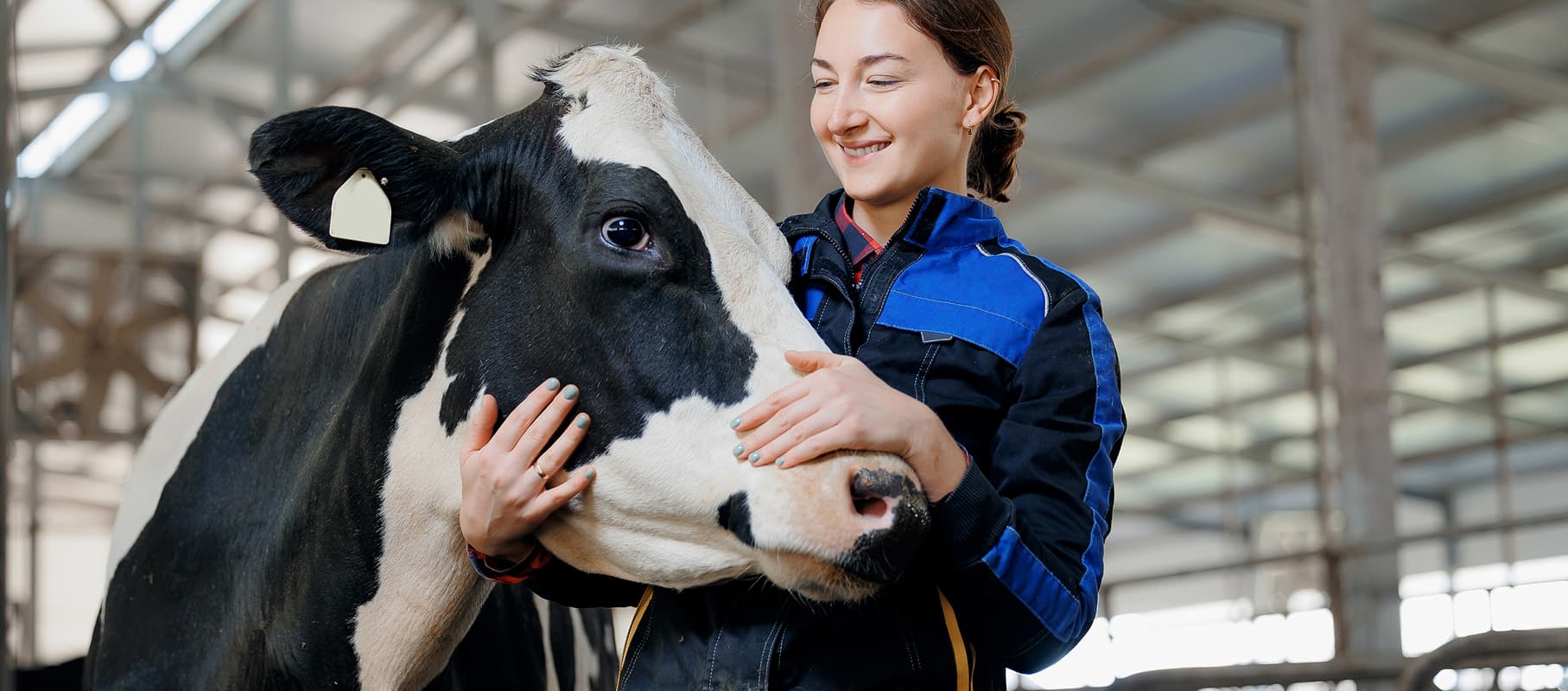 Bovine