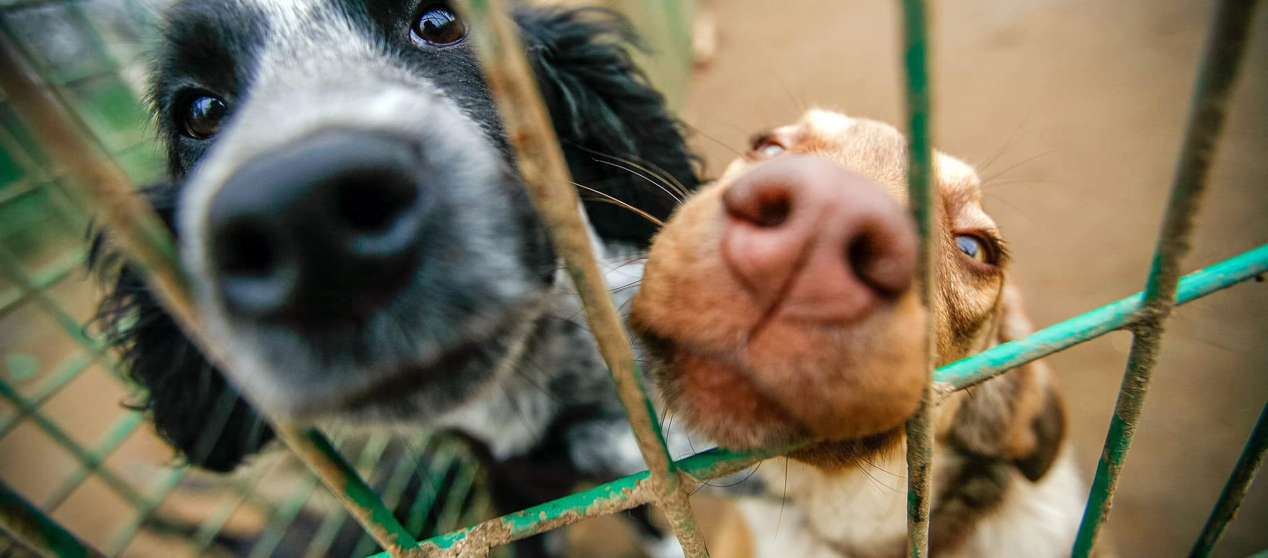 Pets