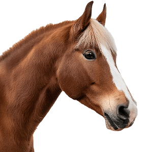 Equine