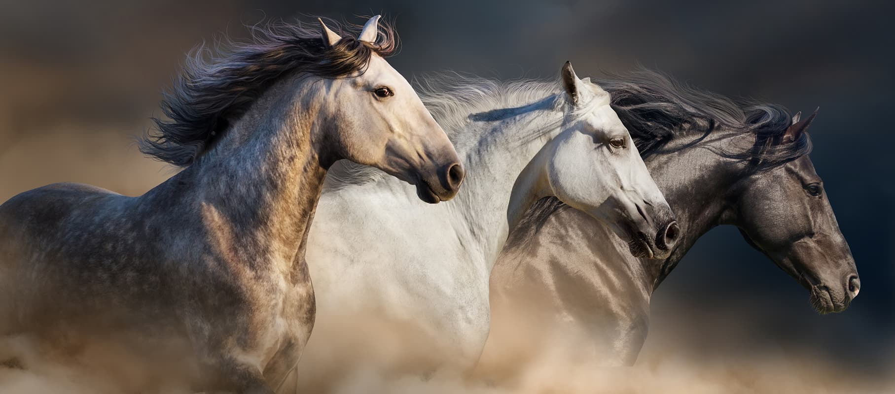 Equine