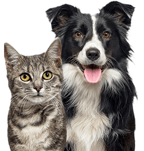 Pets