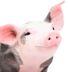 Porcine