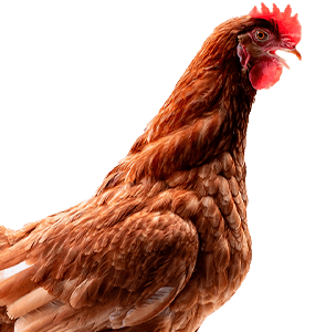 Poultry