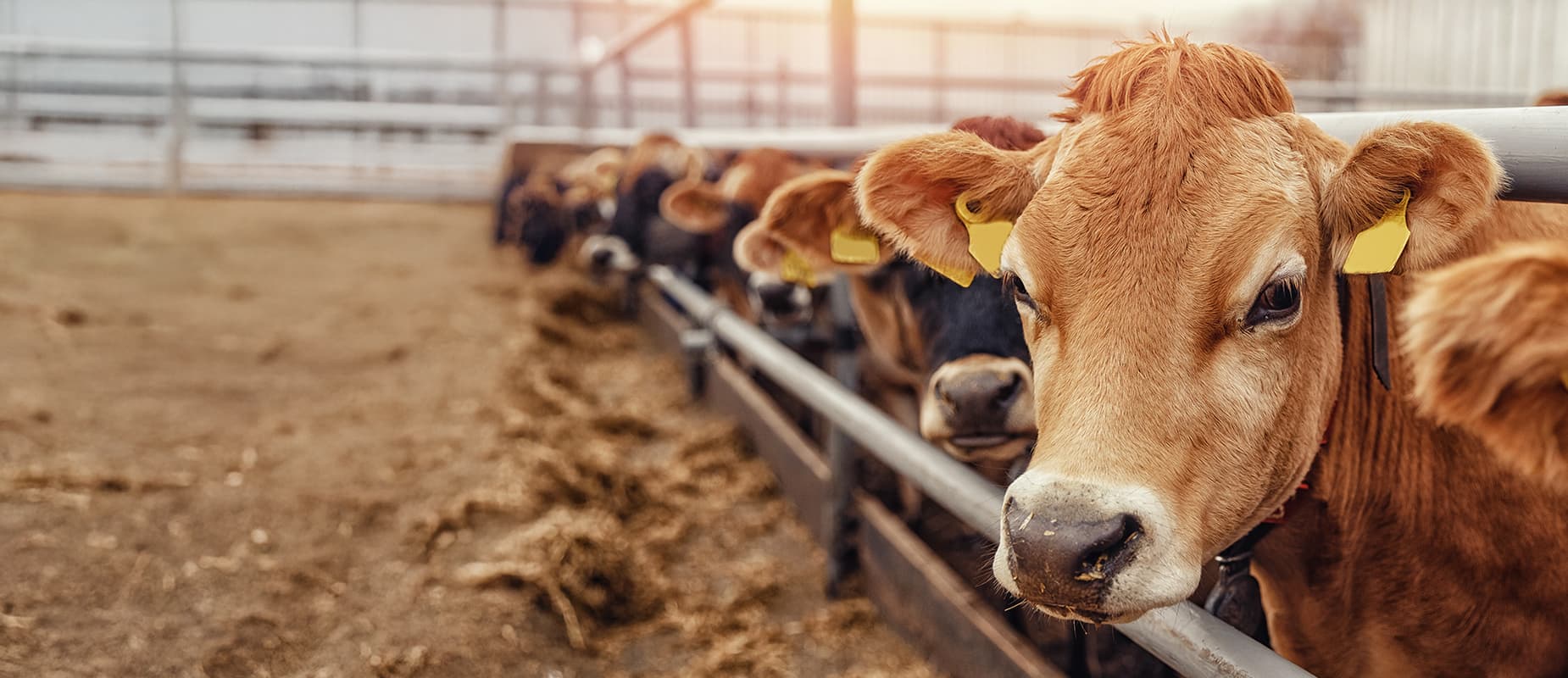 Want to Unbox Something from the Heartland?