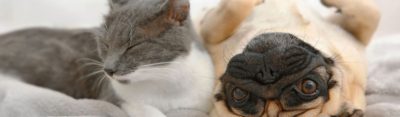 Gray and white cat and light brown pug dog sitting on a gray blanket