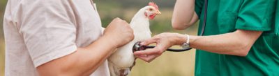 Poultry Vet Medications by Aurora Pharmaceutical