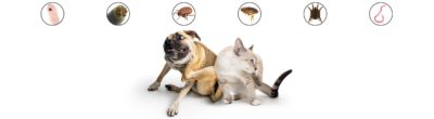 Dogs Cats Vet Medicines Solutions Preventative